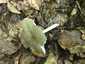 Széleslemezű fülőke (Megacollybia platyphylla), Zemplén